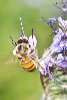 bee work